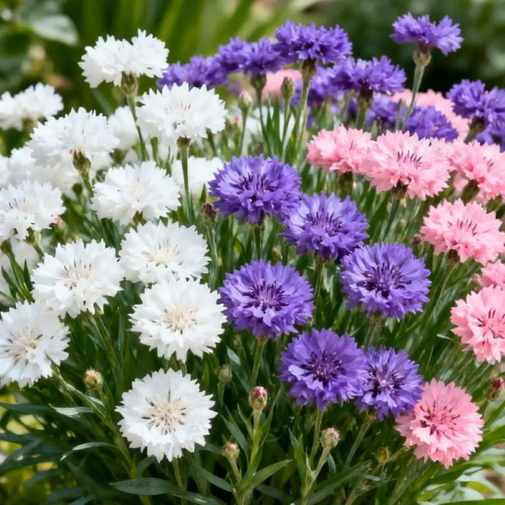 Premium Cornflower Seeds🌸400 Seeds