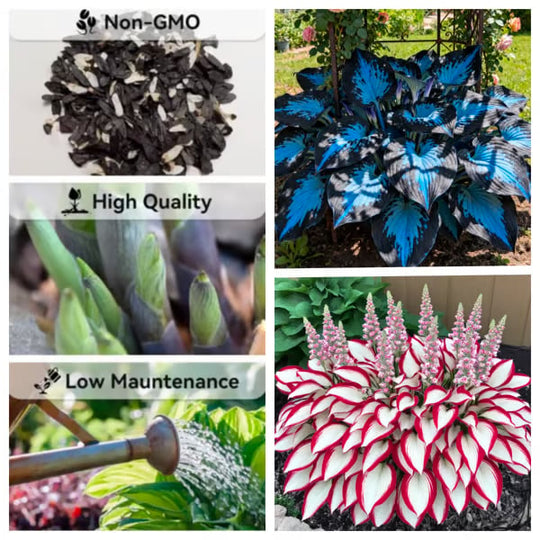 🔥Last day clearance🔥Premium Rare Hosta Seeds🌌Shade-Tolerant Plant