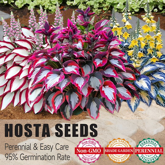 🔥Last day clearance🔥Premium Rare Hosta Seeds🌌Shade-Tolerant Plant