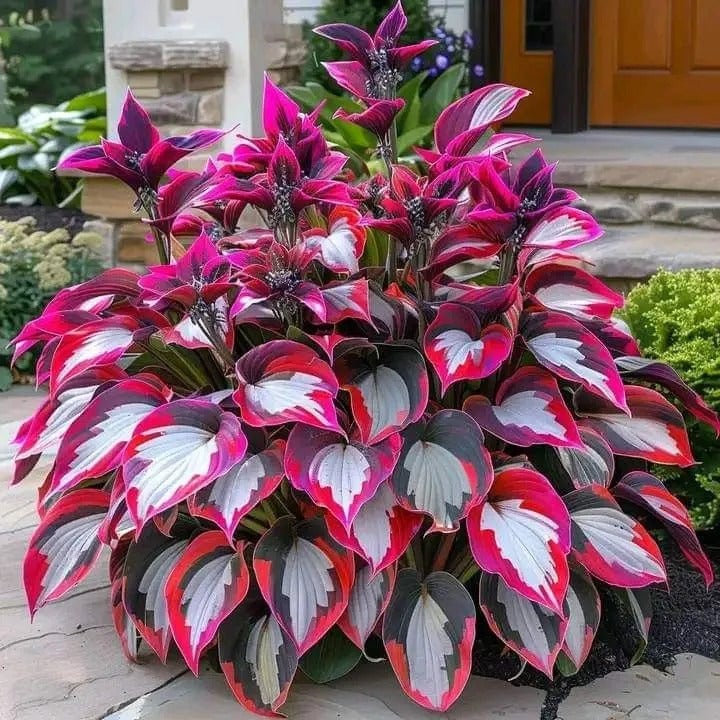 🔥Last day clearance🔥Premium Rare Hosta Seeds🌌Shade-Tolerant Plant