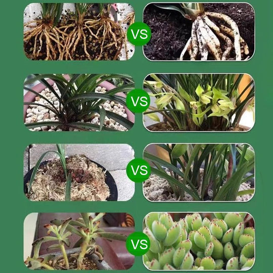🌿Soluzione liquida per l'attivazione di piante e fiori