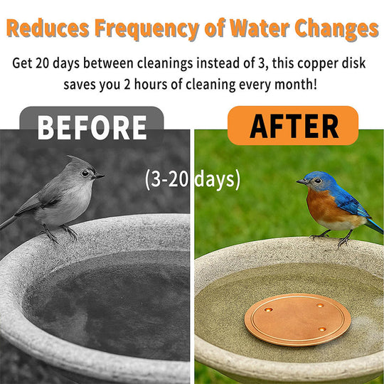 📢📢30% OFF !! ⏰Natural Algae Inhibitor for Bird Baths & Fountains