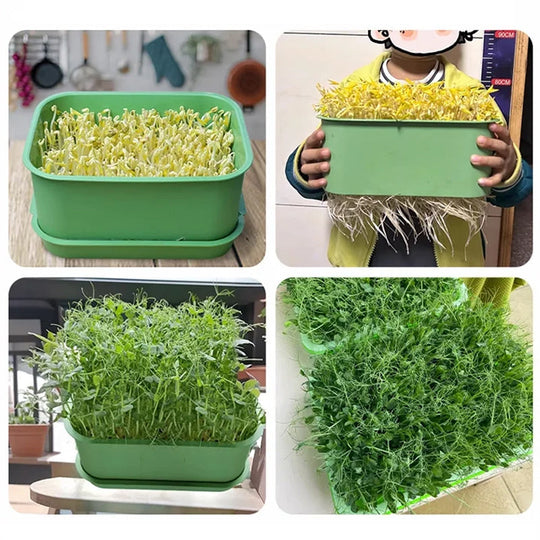 🌱 Stackable Bean Sprout Grower Box with Lid — Soilless Seed Sprouter Tray for Healthy Homegrown Sprouts